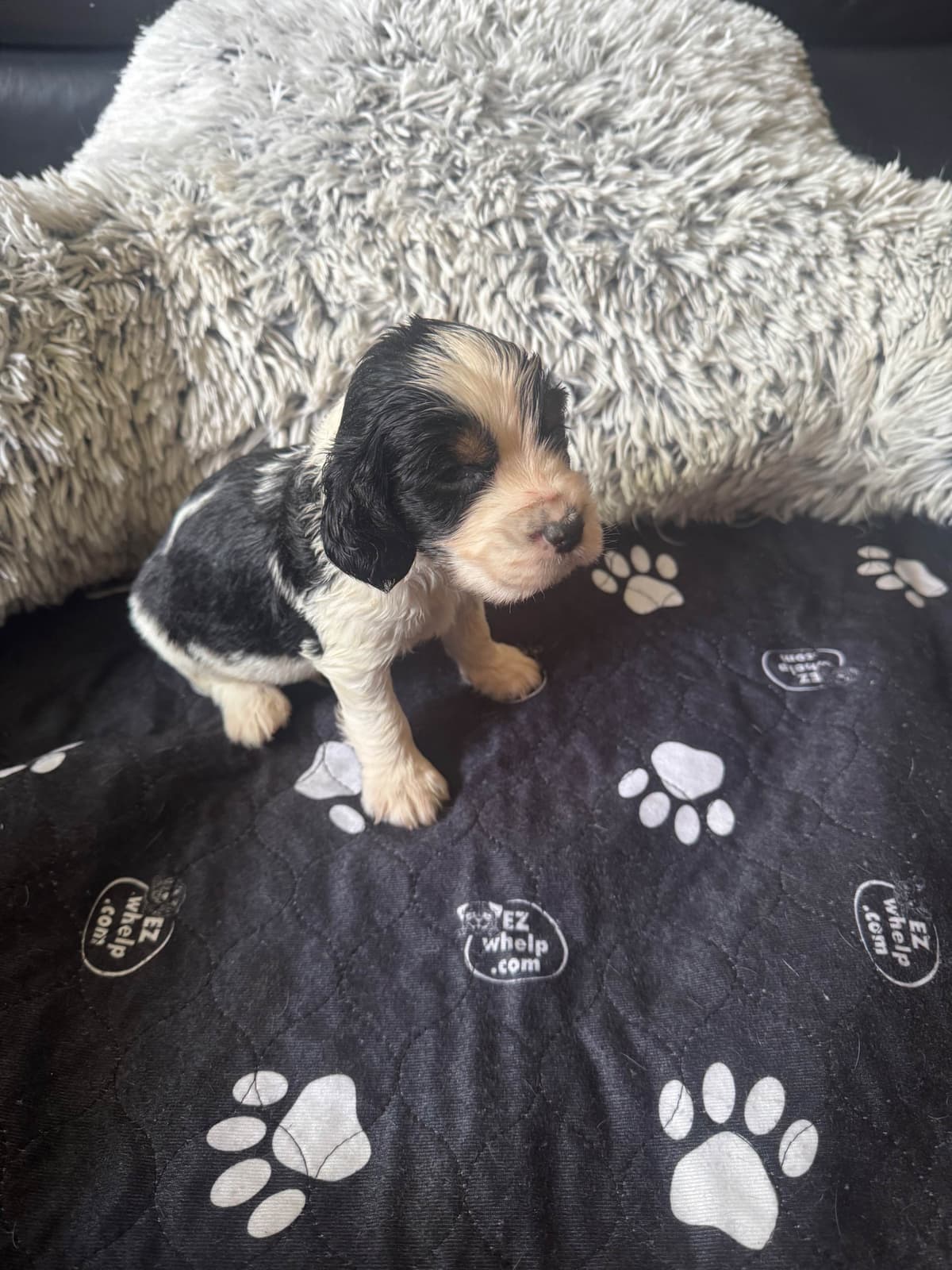 English Springer Spaniel Puppies breeder image 26