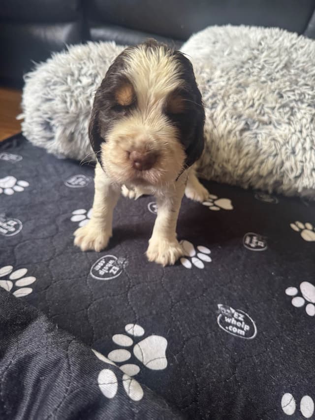 English Springer Spaniel Puppies media 2