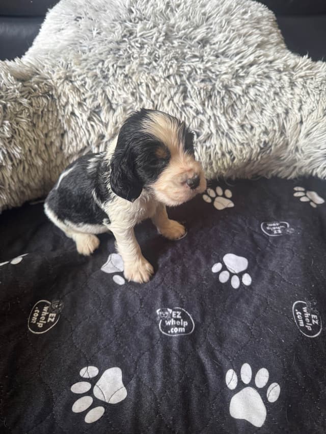 English Springer Spaniel Puppies media 3