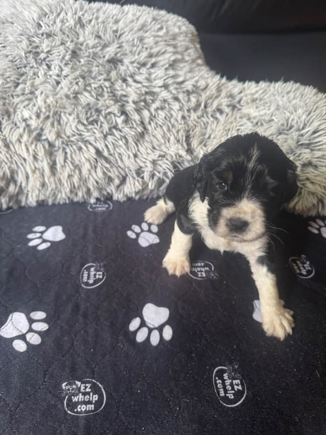 English Springer Spaniel Puppies media 4