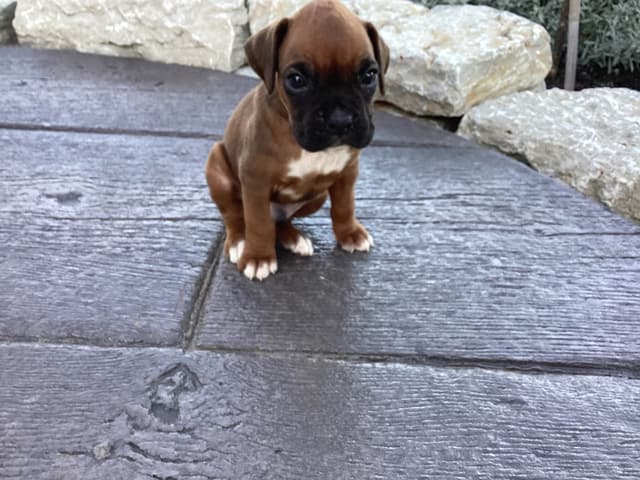 Boxer Puppies media 3