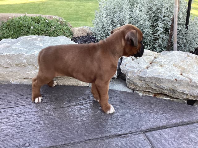 Boxer Puppies media 4