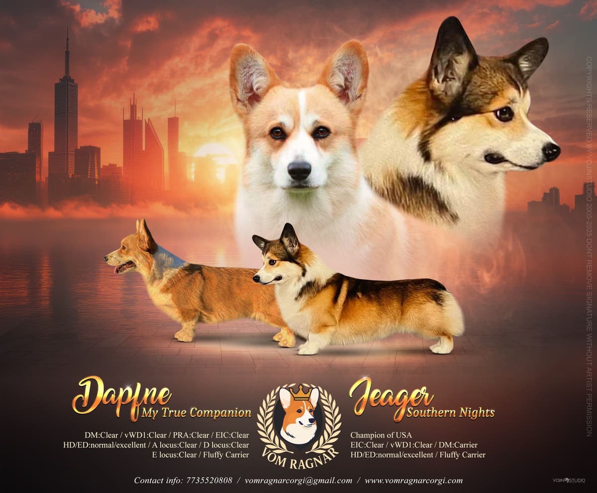 Pembroke Welsh Corgi Puppies breeder image 26