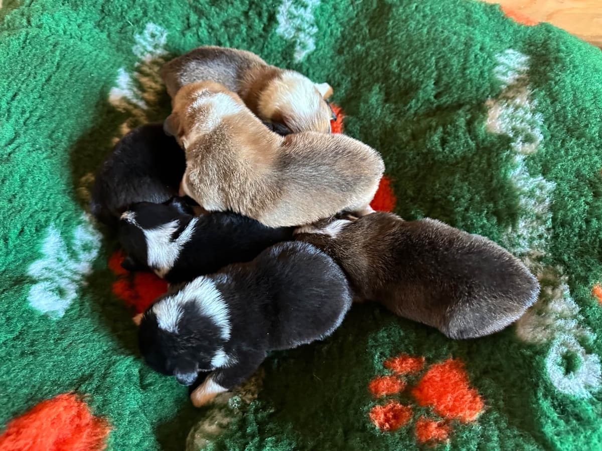 Pembroke Welsh Corgi Puppies breeder image 27