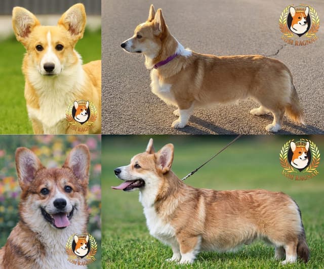 Pembroke Welsh Corgi Puppies media 2