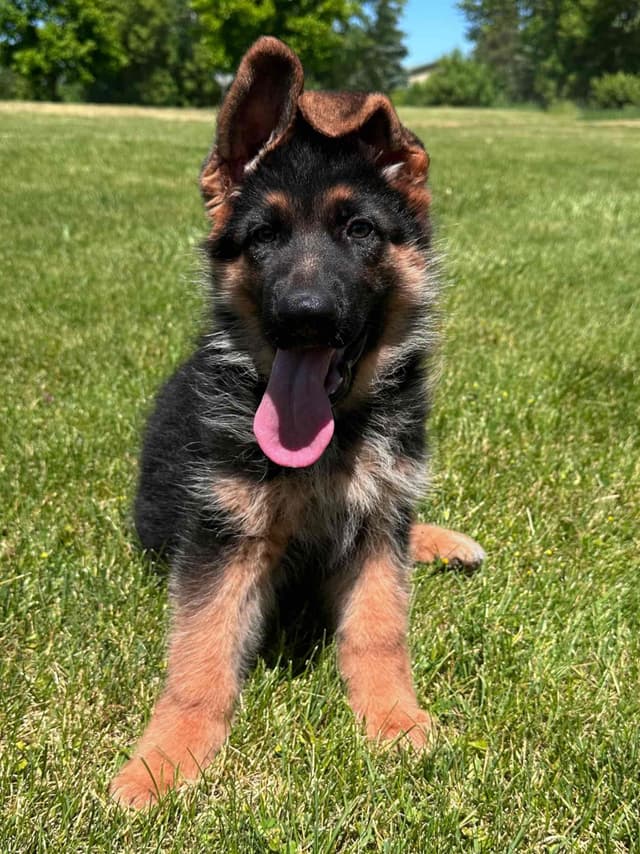 German Shepherd Dog Puppies media 2