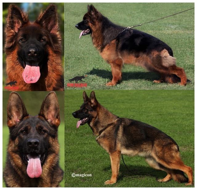 German Shepherd Dog Puppies media 3