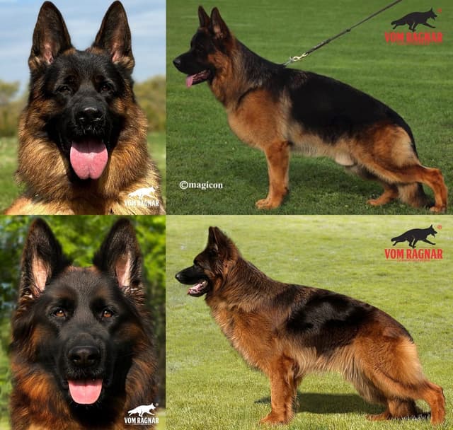 German Shepherd Dog Puppies media 2
