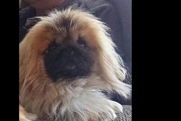 Pekingese Puppies breeder image 14
