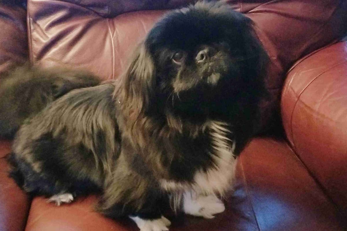 Pekingese Puppies breeder image 13