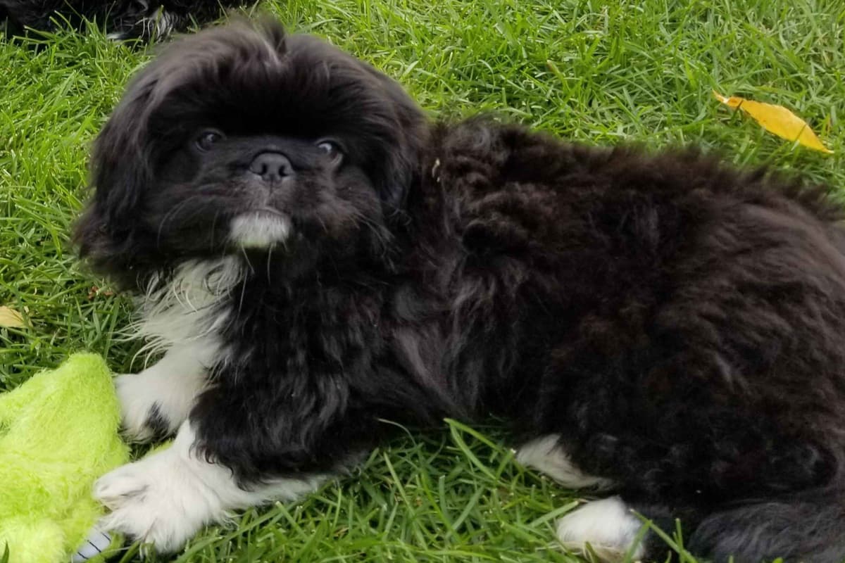 Pekingese Puppies breeder image 12