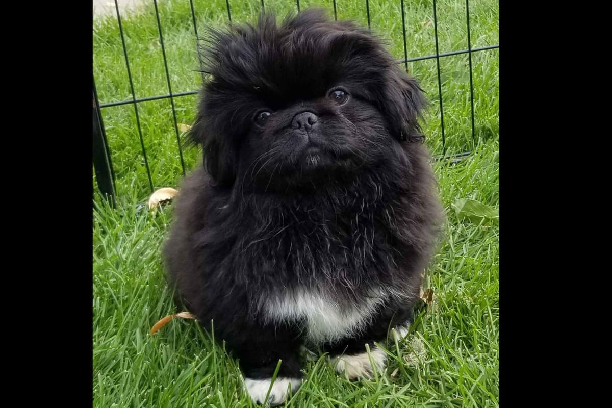 Pekingese Puppies breeder image 15