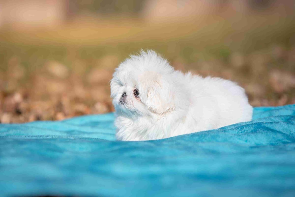 Pekingese Puppies breeder image 5