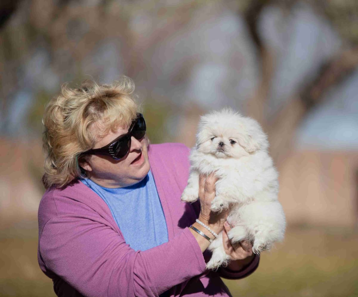 Pekingese Puppies breeder image 2