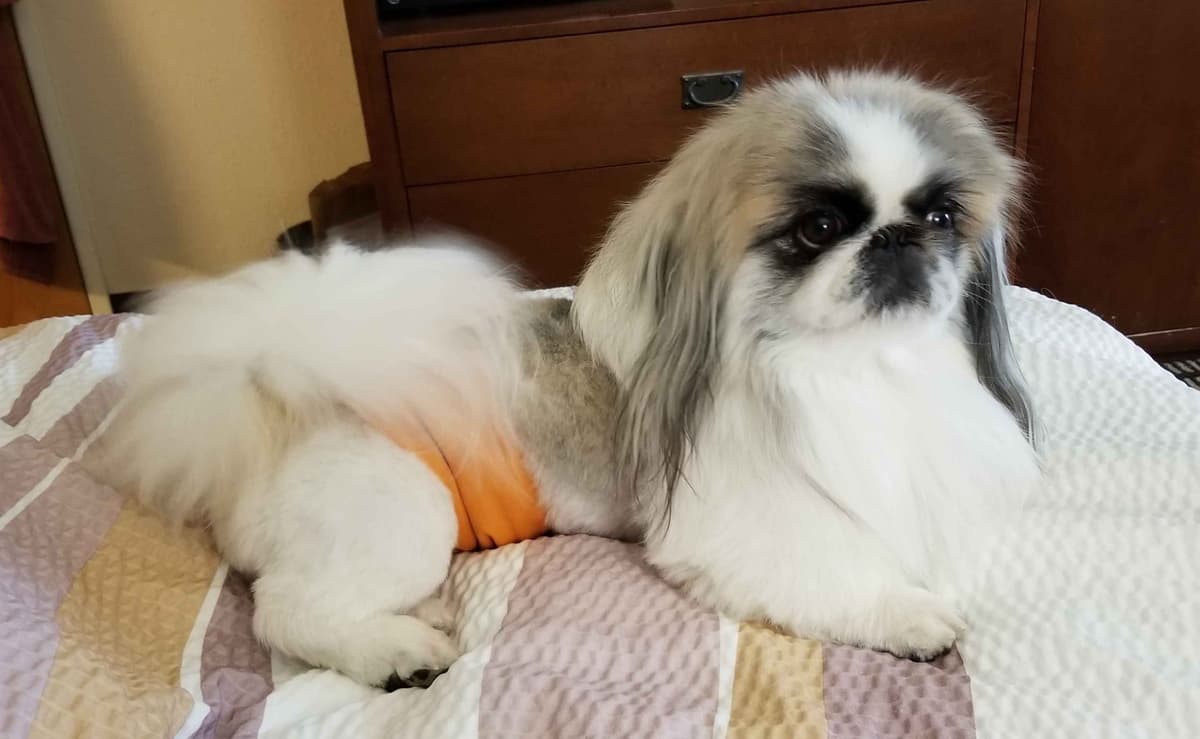 Pekingese Puppies breeder image 6