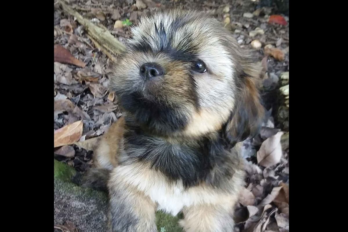 352-507-2089 FLORIDA LHASA APSOS MULTI-CHAMPION ANCESTRY breeder image 16