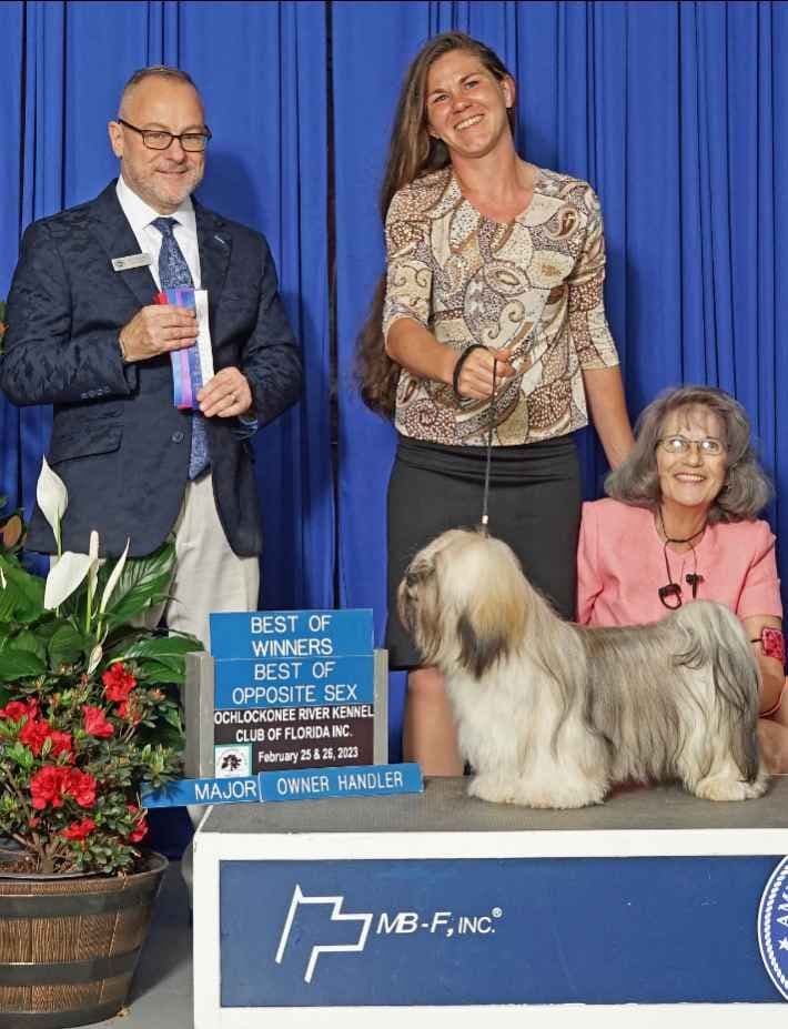 352-507-2089 FLORIDA LHASA APSOS MULTI-CHAMPION ANCESTRY breeder image 5