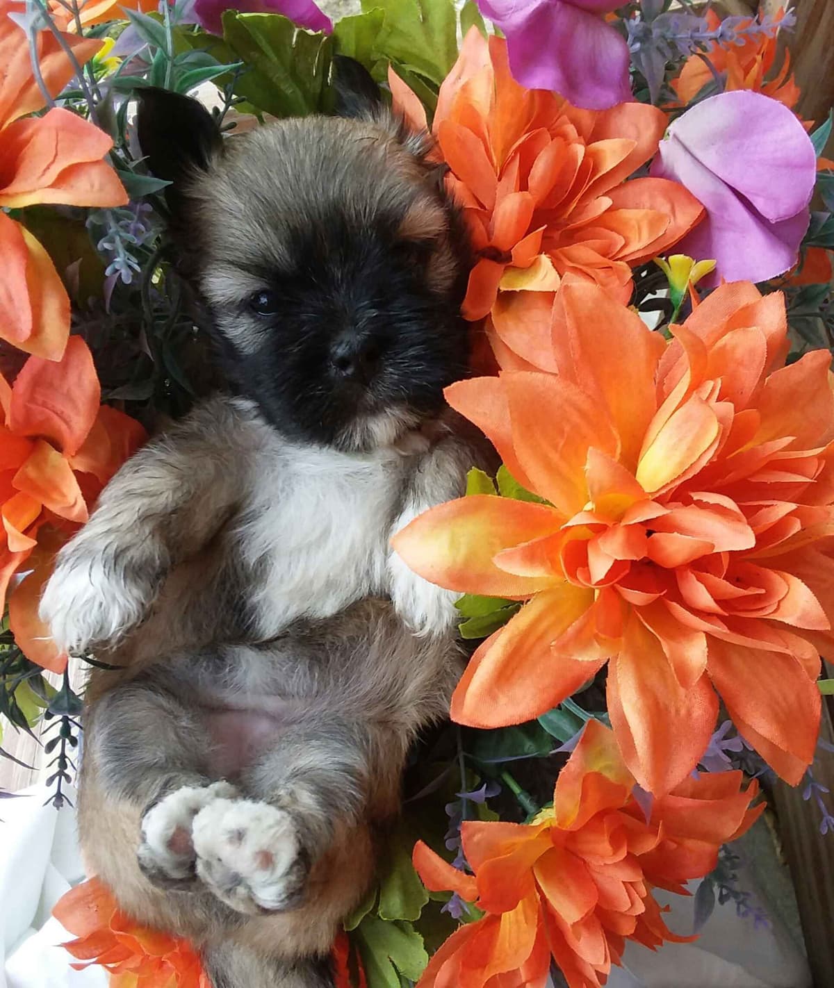 352-507-2089 FLORIDA LHASA APSOS MULTI-CHAMPION ANCESTRY breeder image 17