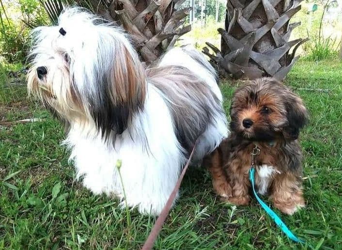 352-507-2089 FLORIDA LHASA APSOS MULTI-CHAMPION ANCESTRY breeder image 10