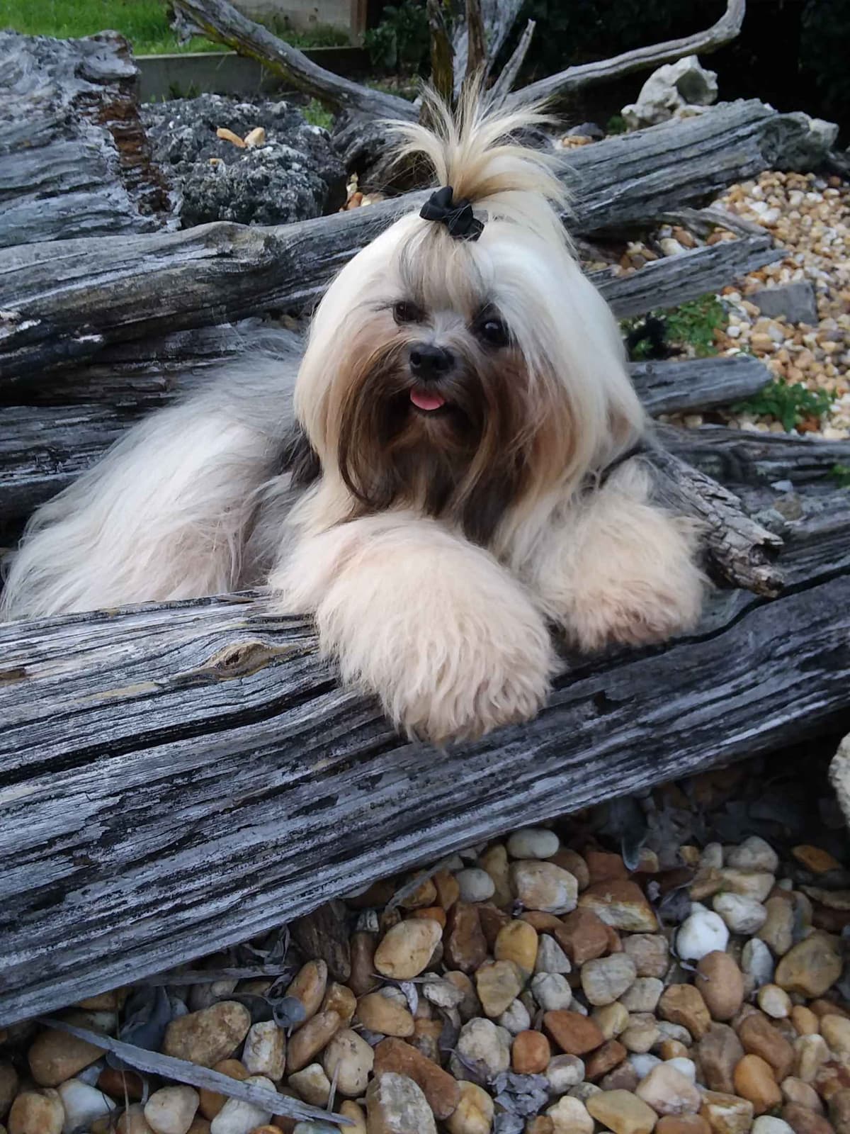 352-507-2089 FLORIDA LHASA APSOS MULTI-CHAMPION ANCESTRY breeder image 13