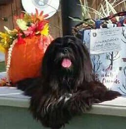 352-507-2089 FLORIDA LHASA APSOS MULTI-CHAMPION ANCESTRY breeder image 14