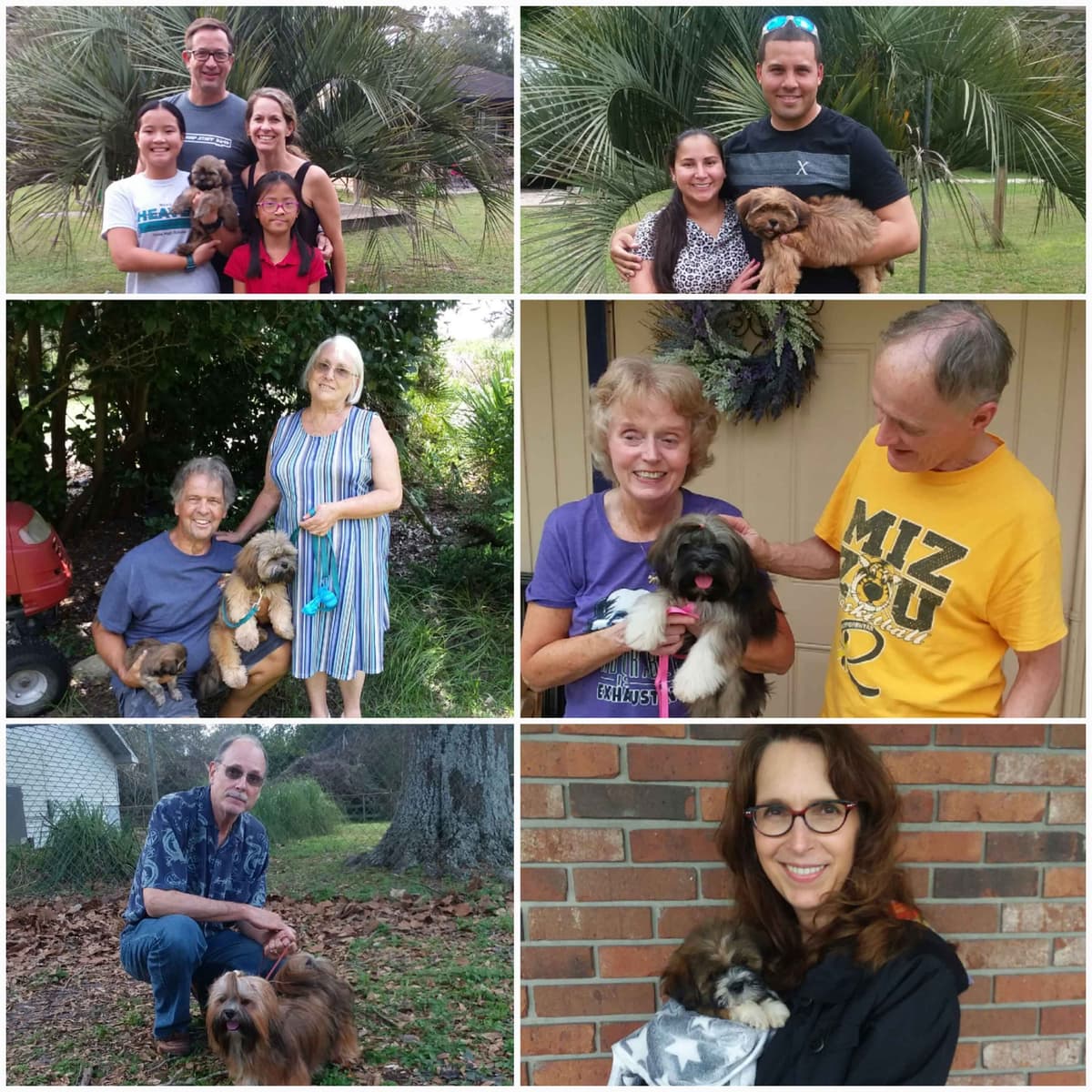 352-507-2089 FLORIDA LHASA APSOS MULTI-CHAMPION ANCESTRY breeder image 19