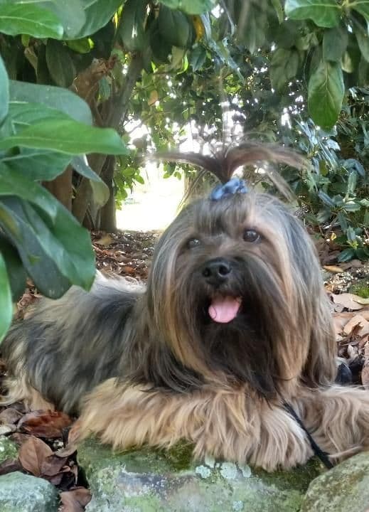 352-507-2089 FLORIDA LHASA APSOS MULTI-CHAMPION ANCESTRY breeder image 11