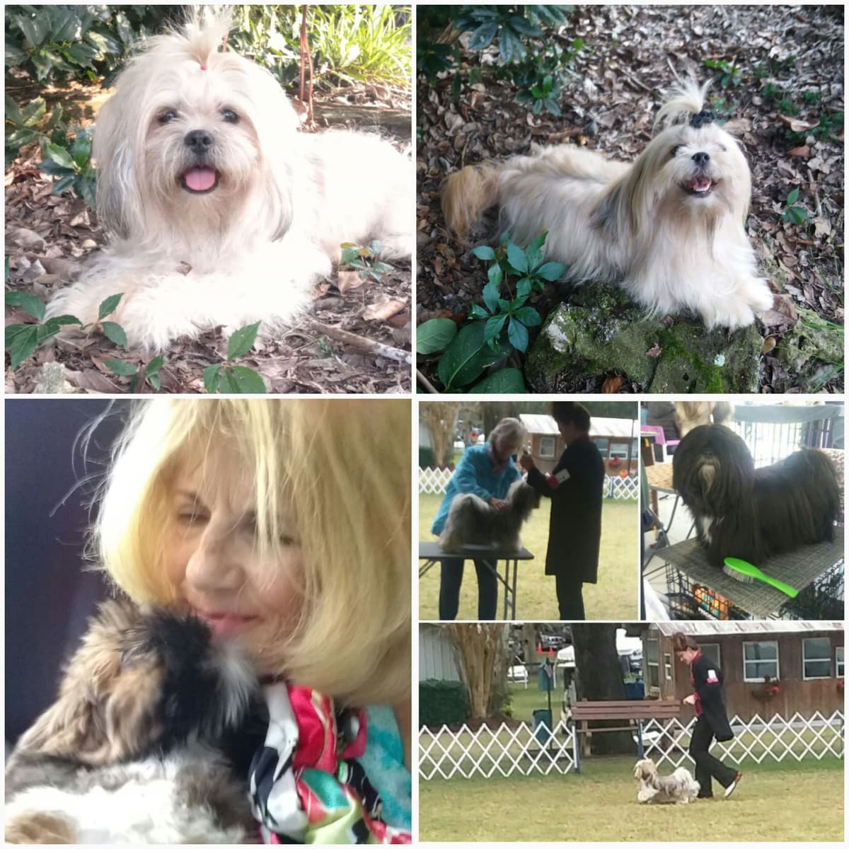 352-507-2089 FLORIDA LHASA APSOS MULTI-CHAMPION ANCESTRY breeder image 9