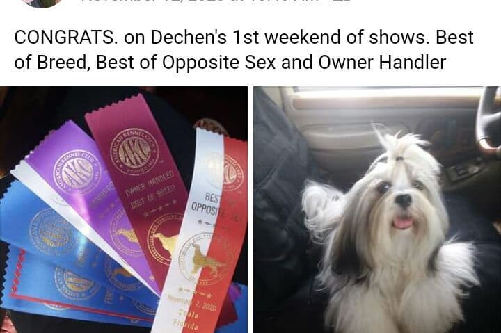 352-507-2089 FLORIDA LHASA APSOS MULTI-CHAMPION ANCESTRY breeder image 15