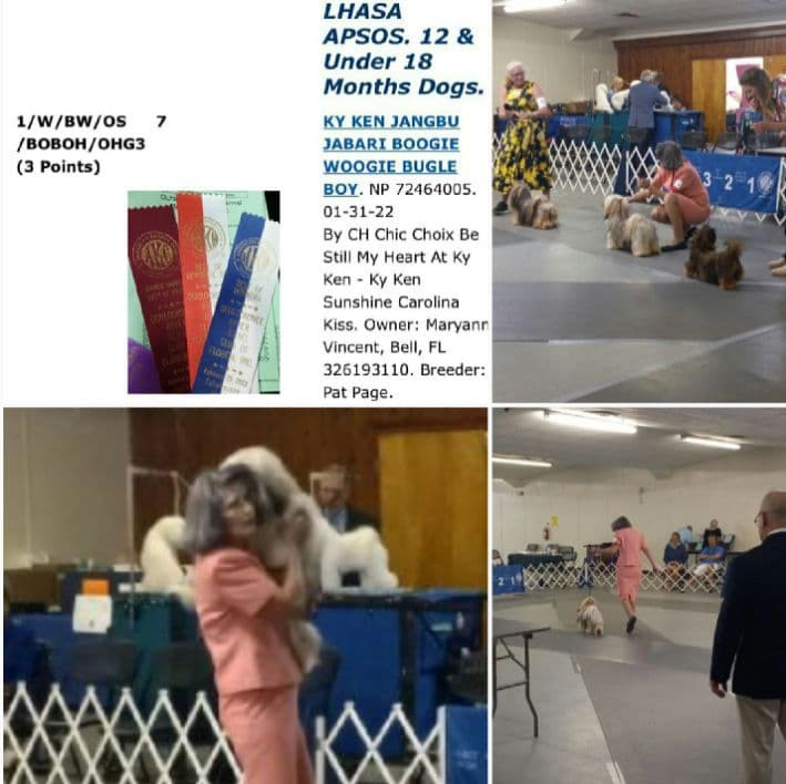 352-507-2089 FLORIDA LHASA APSOS MULTI-CHAMPION ANCESTRY breeder image 6