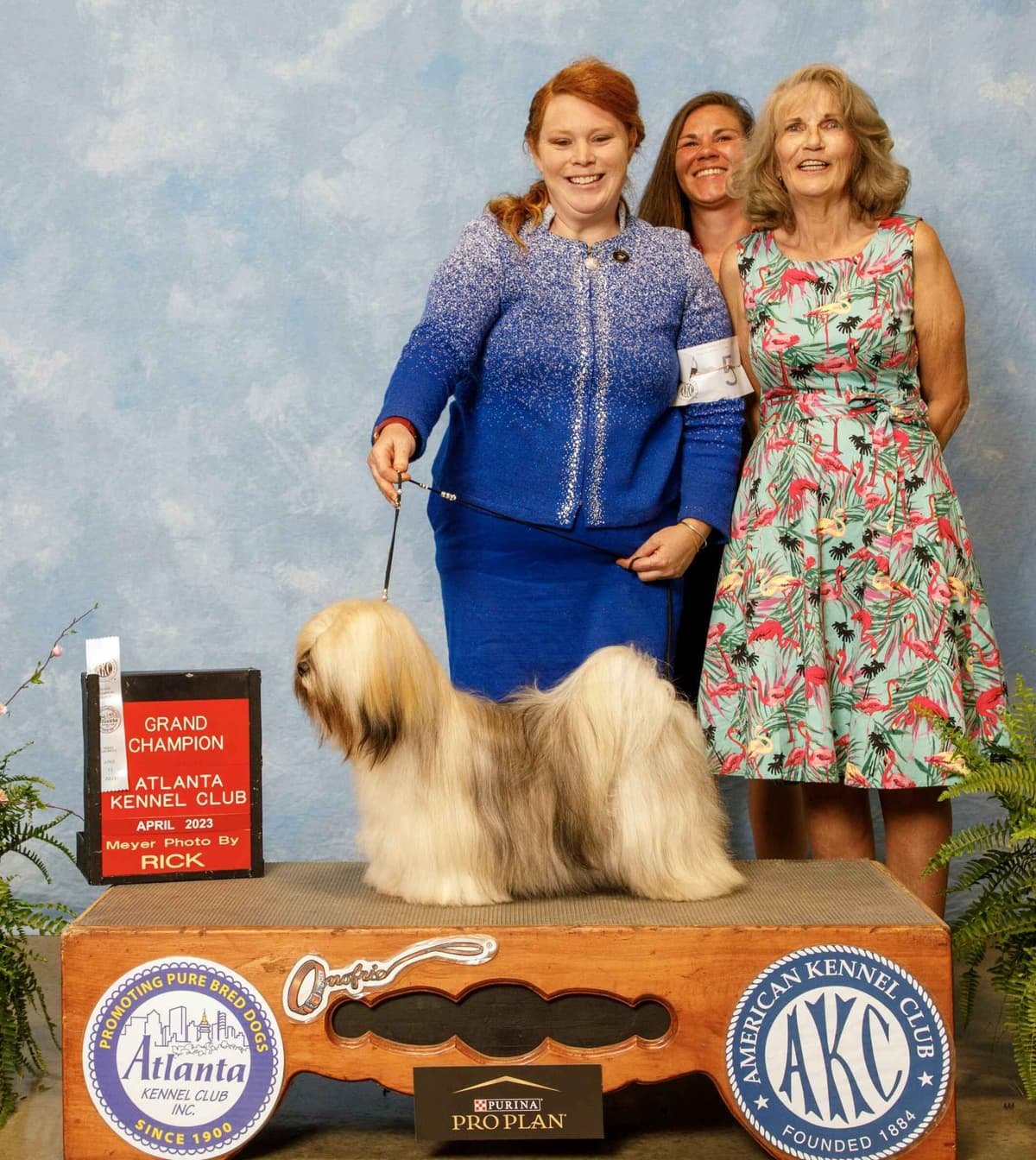 352-507-2089 FLORIDA LHASA APSOS MULTI-CHAMPION ANCESTRY breeder image 7