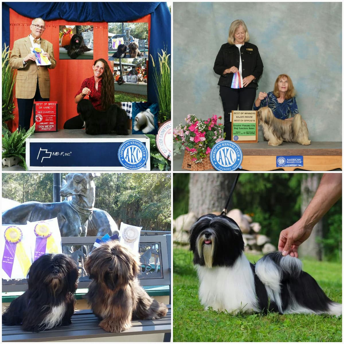 352-507-2089 FLORIDA LHASA APSOS MULTI-CHAMPION ANCESTRY breeder image 4
