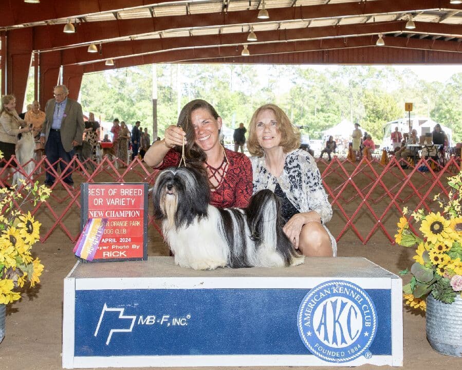 352-507-2089 FLORIDA LHASA APSOS MULTI-CHAMPION ANCESTRY breeder image 3