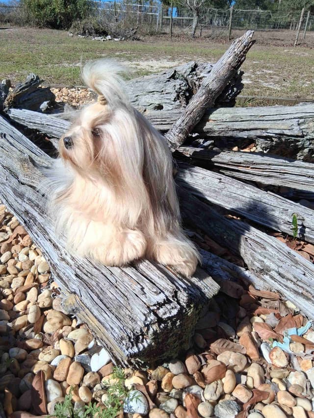 352-507-2089 FLORIDA AKC LHASA APSO PUPPIES MULTI-CHAMPION ANCESTRY media 5
