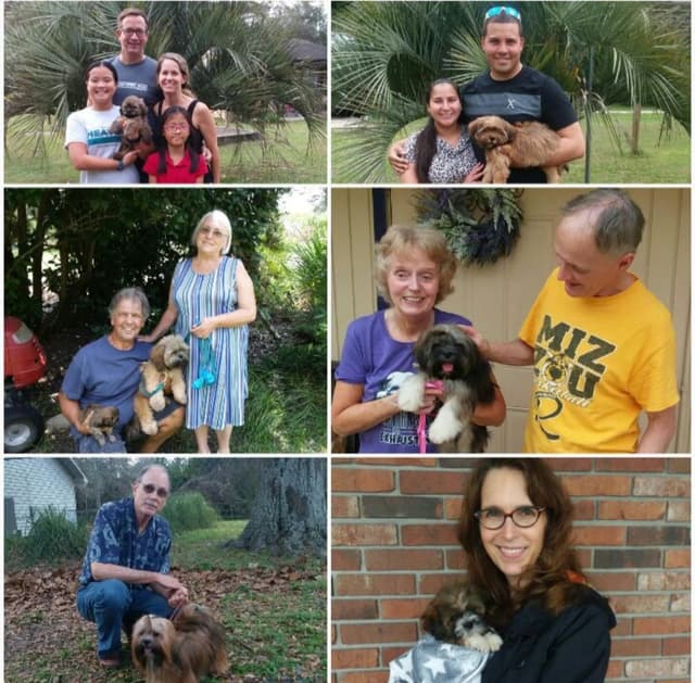 352-507-2089 FLORIDA AKC LHASA APSO PUPPIES MULTI-CHAMPION ANCESTRY media 22