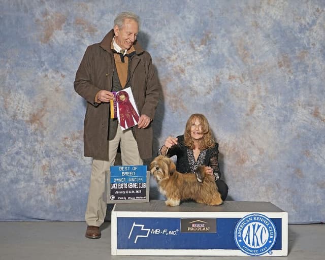 352-507-2089 FLORIDA AKC LHASA APSO PUPPIES MULTI-CHAMPION ANCESTRY media 12
