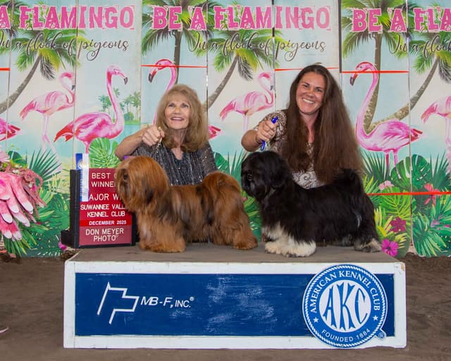 352-507-2089 FLORIDA AKC LHASA APSO PUPPIES MULTI-CHAMPION ANCESTRY media 9