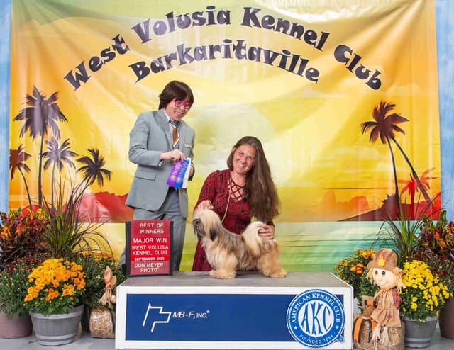 352-507-2089 FLORIDA AKC LHASA APSO PUPPIES MULTI-CHAMPION ANCESTRY media 17