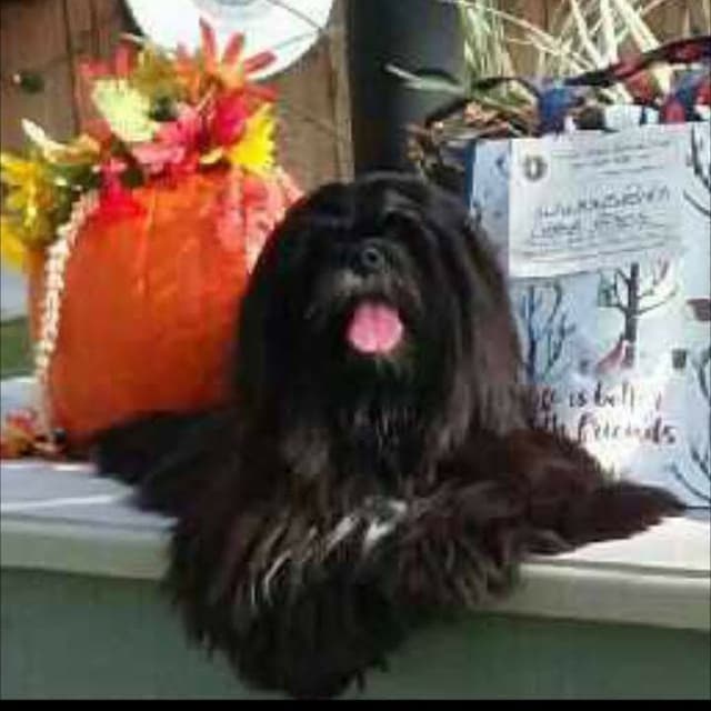 352-507-2089 FLORIDA AKC LHASA APSO PUPPIES MULTI-CHAMPION ANCESTRY media 19