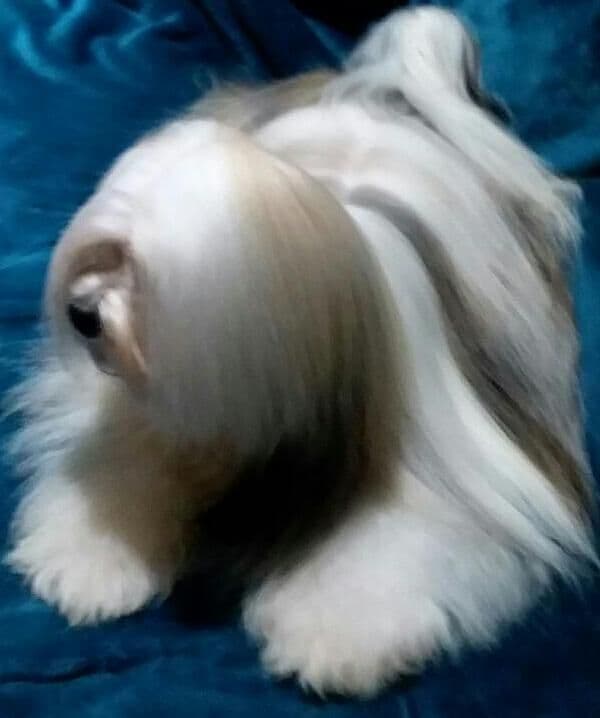 352-507-2089 FLORIDA AKC LHASA APSO PUPPIES MULTI-CHAMPION ANCESTRY media 16