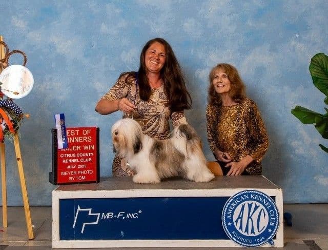 352-507-2089 FLORIDA AKC LHASA APSO PUPPIES MULTI-CHAMPION ANCESTRY media 13