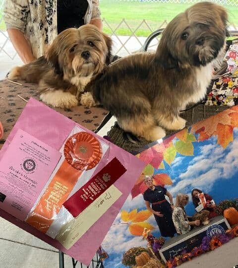 352-507-2089 FLORIDA AKC LHASA APSO PUPPIES MULTI-CHAMPION ANCESTRY media 11