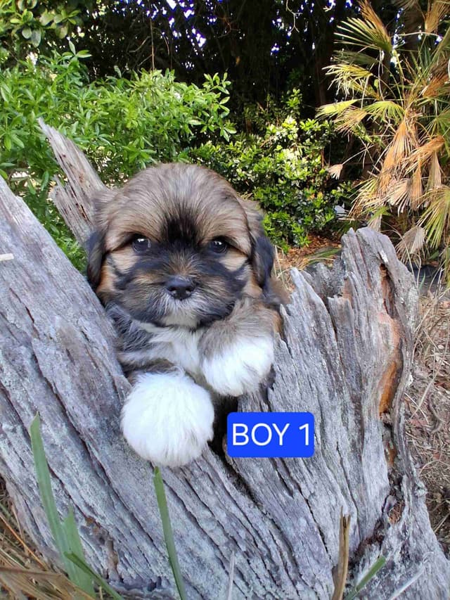 352-507-2089 FLORIDA AKC LHASA APSO PUPPIES MULTI-CHAMPION ANCESTRY media 4