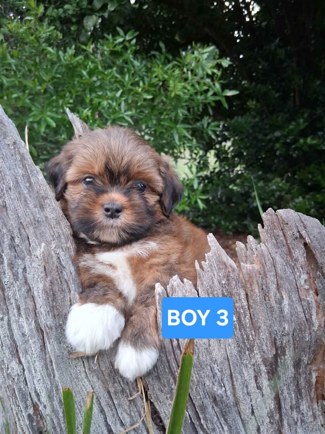 352-507-2089 FLORIDA AKC LHASA APSO PUPPIES MULTI-CHAMPION ANCESTRY media 6