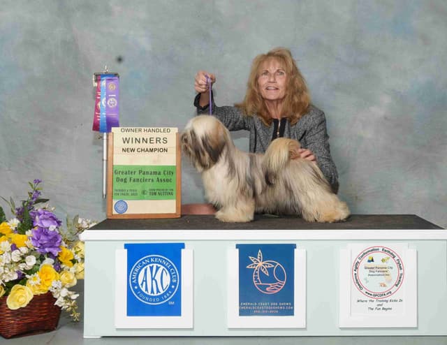 352-507-2089 FLORIDA AKC LHASA APSO PUPPIES MULTI-CHAMPION ANCESTRY media 7