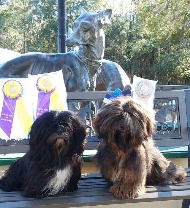 352-507-2089 FLORIDA AKC LHASA APSO PUPPIES MULTI-CHAMPION ANCESTRY media 9