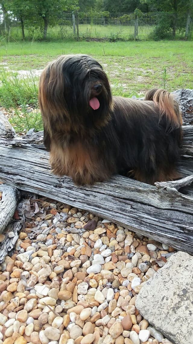352-507-2089 FLORIDA AKC LHASA APSO PUPPIES MULTI-CHAMPION ANCESTRY media 8