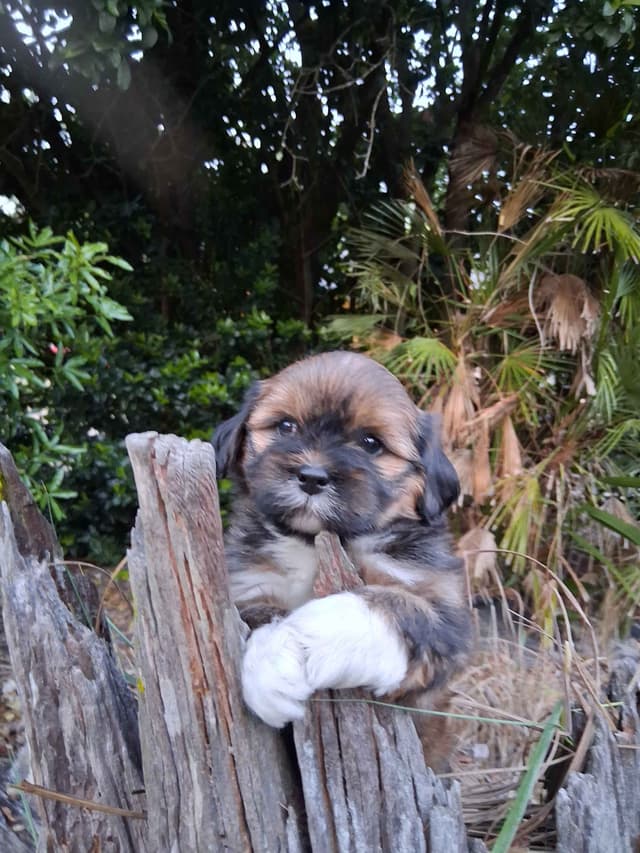 352-507-2089 FLORIDA AKC LHASA APSO PUPPIES MULTI-CHAMPION ANCESTRY media 3
