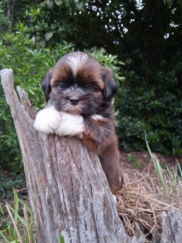 352-507-2089 FLORIDA AKC LHASA APSO PUPPIES MULTI-CHAMPION ANCESTRY media 2