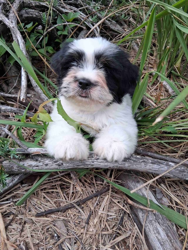 352-507-2089 FLORIDA  LHASA APSOS MULTI-CHAMPION ANCESTRY media 5